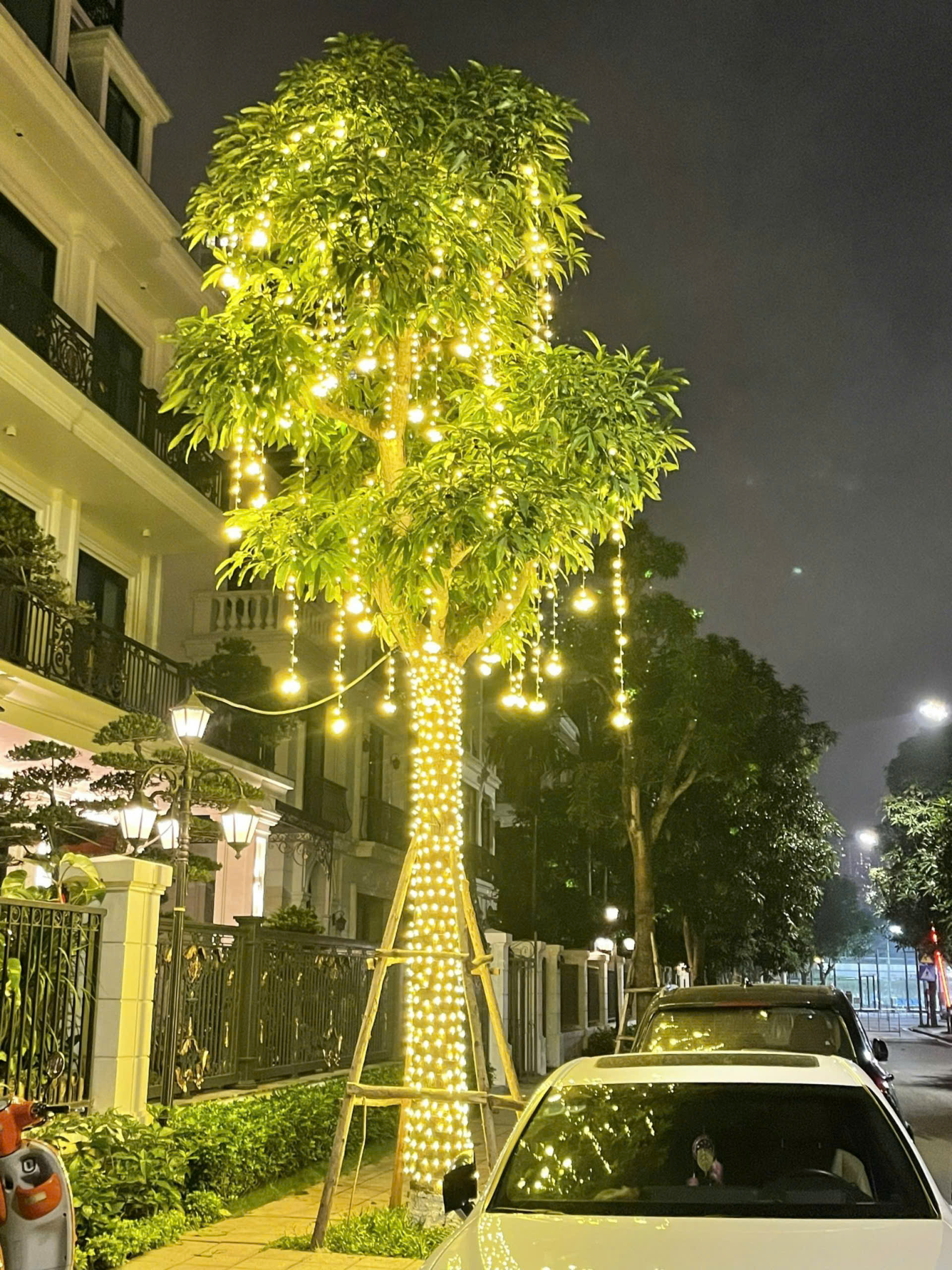 Lắp Đèn Trang Trí Cây lắp đèn trang trí cây